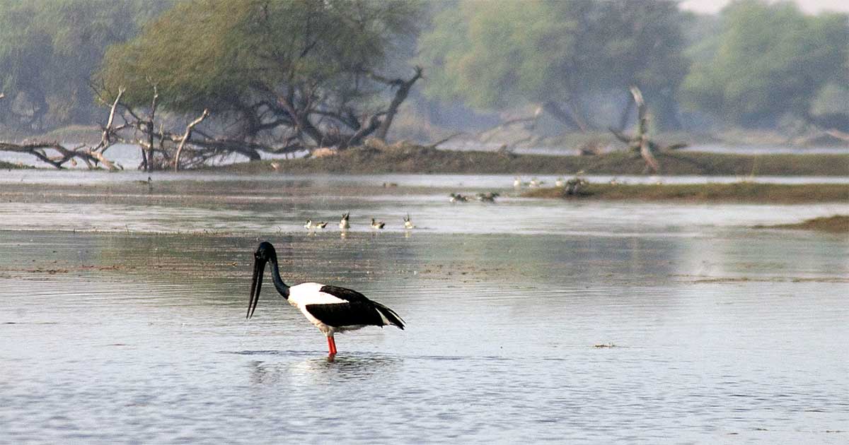 Black Necked Stork